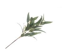 Corsage Creations - Eucalyptus Nicolii Spray - Green (84cm long)