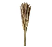 Corsage Creations Pluma Decorativa | Pampas Grass Alternative | Light & Airy, 50-60cm Length | Durable & Stylish | Ideal for Decor, Crafts & Displays (Natural)
