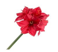 Corsage Creations Single Artificial Amaryllis - Red x 40cm - Christmas Wedding Event Flower