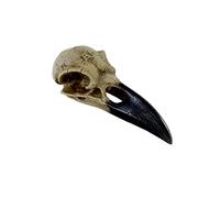 Corvus Alchemica Raven Skull by Alchemy