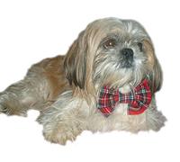 Cosipet Bow Tie, Medium, Royal Stewart Tartan, multicolor