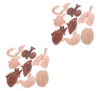 COSMEVIVI 16pcs Realistic Human Organ Model for Anatomy Education Teaching Prop for Students Including Brain Heart and Organs for Schools and Training Institutions