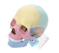 COSMEVIVI Detachable Palm Sized Colored Human Skull Model Exploded Anatomy Puzzle for Stem Education Plastic Construction for Teaching and Artistic Use