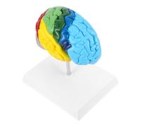COSMEVIVI Scale Human Right Hemisphere Brain Model Medical Teaching Anatomical Prop for Science Classroom Study with Clear Functional Area Labels