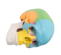 COSMOBETTY Detachable Mini Colourful Human Skull Model with Three Sections and Moving Jaw, Compact Pvc Anatomy Model for Students and Artists, for Studios and Classrooms