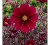 Cosmos Apollo Carmine Summer Flowering Plant 17Cm Pot 2L