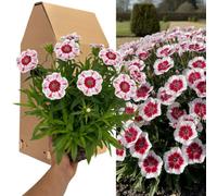 Cosmos Apollo White 2L Root Ball, Elegant White Flowering Garden Plant, 17Cm Ball