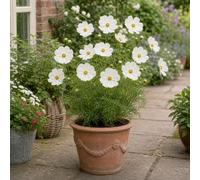 Cosmos Apollo White Planter Contemporary Round Garden Pot 17Cm Diameter 2L Capacity