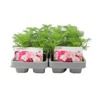 Cosmos Mixed 6 Pack x 2 - 12 Plants Vibrant Garden Ready Flowers