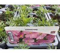 Cosmos Pink 6 Pack x 2 - 12 Plants Garden Ready Annuals for Summer Colour