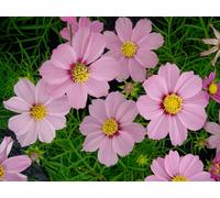 Cosmos Pink x 2 in 1L Recyclable Pots - British-Grown Summer Flowering Plants
