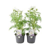 Cosmos White (x2) 1L Pots - British Grown Summer Flowers