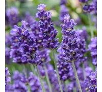 Cosy Owl Lavender & Patchouli Fragrance Oil for Candle Making, Wax Melts, Diffusers, Soap Making and Bath Bombs (50ml)