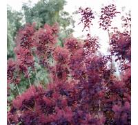 Cotinus Cog. 'Royal Purple' Deciduous Shrub 9cm/2L, 9cm (10-20cm inc. growers pot)