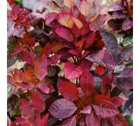 (Cotinus Royal Purple) Fully Established Hardy/Evergreen Outdoor Flowering Potted Shrubs & Bushes
