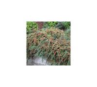 Cotoneaster Horizontalis Flowering Hardy Garden Shrub | 15-30cm (incl. Pot)