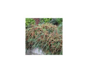 Cotoneaster Horizontalis Flowering Hardy Garden Shrub | 15-30cm (incl. Pot)