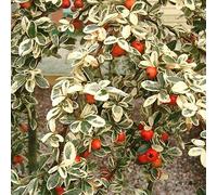 Cotoneaster horizontalis Variegatus (9cm)