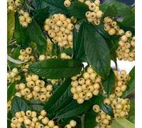 Cotoneaster Salicifoilus Rothschildianus | Cotoneaster Tree Garden Tree | 5-6Ft