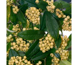 Cotoneaster Salicifoilus Rothschildianus | Cotoneaster Tree Garden Tree | 5-6Ft