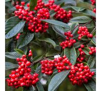 Cotoneaster X Watereri | Cotoneaster Tree | Ornamental Tree | 5-6Ft