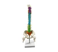 CoudarTitie Human Spine Model Human Skeleton Model Column Includes Stand Flexible Male Pelvis for Educational Tool Teaching Supplies