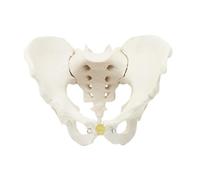 CoudarTitie Male Pelvis Model Life Size Human Skeleton Teaching Equipment Hip Model