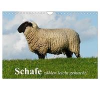 Counting sheep made easy! UK-Version (Wall Calendar 2026 DIN A4 Landscape), CALVENDO 12 Month Wall Calendar