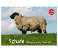 Counting sheep made easy! UK-Version (Wall Calendar 2026 DIN A4 Landscape), CALVENDO 12 Month Wall Calendar