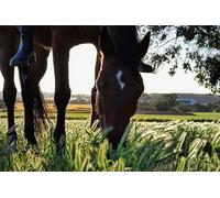 Country Horse-300-Piece Puzzle: Fun Adult Gift Puzzle 14 years+