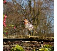 Country Living Outdoor Ornament Robin