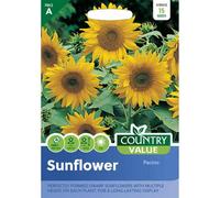 Country Value Sunflower Pacino Seeds