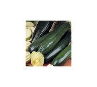 Courgette Black Beauty. Heavy cropper