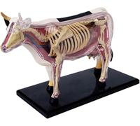 Cow Anatomy Model, 4D Vision Anatomy Model Teaching Aids Animal Biological Cow Organ Anatomy Medical Teaching Model