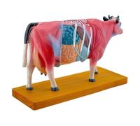 Cow Anatomy Model for and Moxibustion Anatomical Cow Model Animal Anatomical Model for Veterinary Learning Cow Anatomy Model Anatomy Model Animal Anatomy Model Anatomy Model Cow