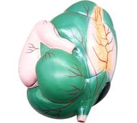 Cow Detachable Stomach Organ Anatomy Model,Veterinary Education Tool