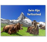 Cow Lying in The Meadow - Swiss Alps, Fridge Magnet