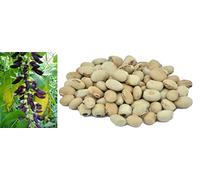 Cowitch seeds | Mucuna Pruriens | 15 Seeds | Velvet Bean