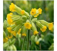 Cowslip Seeds - 100 Native UK Wild Flower Seeds for Attracting Birds, Bees, Wildlife, Pollinators, Suitable for Planting and Growing Outdoors in