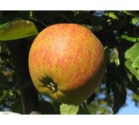 Coxs Orange Pippin Apple Tree M26 Dwarf 100-120Cm Bare Root Fruit Tree By Direct Plants