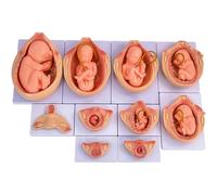 COYEUX 10Pcs 9 Month Fetal Development Process Model, Medical Anatomical Pregnancy Embryo Development Model, for Medical Education Study