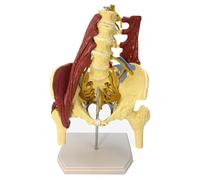 COYEUX Human Lumbar Spine Bone Model, Female Pelvis Model, Medical Science Pelvis Spine Model, with Muscle, for Medical Research and Educational Practice