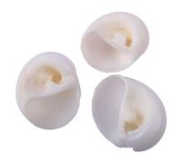 COYOUCO Hermit Crab Shells Hermit Crab Supplies Hermit Crab Replacement Special Shell Natural Conch Shell for DIY Fish Tank Aquarium Decoration,White,M
