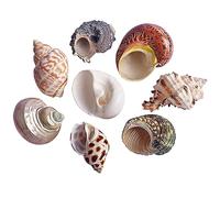 COYOUCO Hermit Crab Shells Large To Medium Hermit Crab Shells Natural Conch Shell for Hermit Replacement Shells Hermit Crab Supplies Fish Tank Home Decor,L