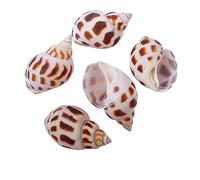 COYOUCO Hermit Crab Shells Small To Medium Hermit Crab Shells Hermit Crab Supplies Natural Conch Shell for Hermit Replacement Shells Fish Tank Aquarium Decor,A