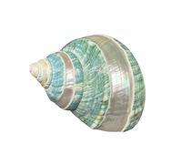 COYOUCO Large Conch Shell, Natural Seashells for Hermit Crab Fish Tank Wedding Decor Beach Theme Party, Home Decorations,DIY Crafts,9to10cm