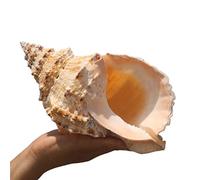 COYOUCO Large Natural Conch Shells, Great for Wedding Decorations Beach Themed Parties, Home Decorations, DIY, Fish Tanks And Shell Collectors,19cm
