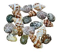 COYOUCO Natural Hermit Crab Shells, Hermit Crab Supplies, Hermit Crab Shells Big Medium Small 0.5-5 Cm Various Openning Size Pearl Seashell for Décor,A
