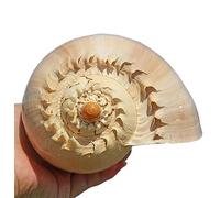 COYOUCO Natural Seashells, Giant Beach Shells Great for Fish Tank Wedding Decor Beach Theme Party Home Decorations DIY Crafts Air Plants,F