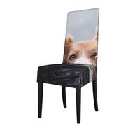 Cozimangoe Dining Chair Covers, High Stretch Removable Seat Covers,Stain Resistant Protective Slipcovers for Dining Room Kitchen Hotel Banquet, Brown Border Collie Bokeh God With Yellow Eyes